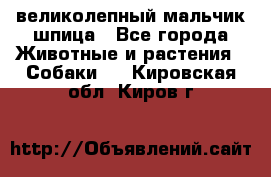 великолепный мальчик шпица - Все города Животные и растения » Собаки   . Кировская обл.,Киров г.